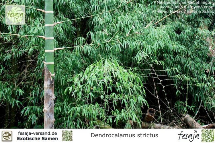 Dendrocalamus strictus
