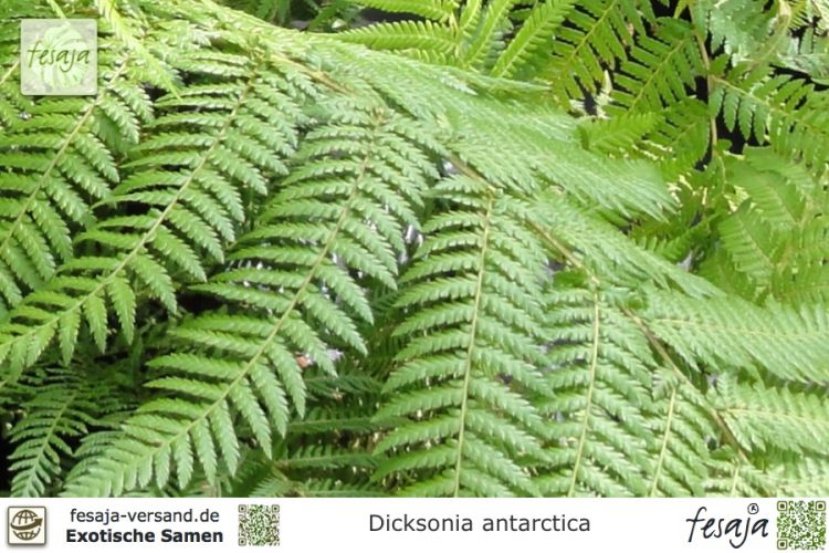 Samen Sporen Lebendes Fossil: Antarktischer Baumfarn Dicksonia antarctica 
