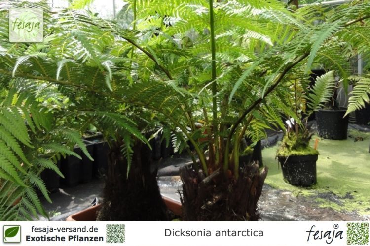 Dicksonia antarctica Pflanzen