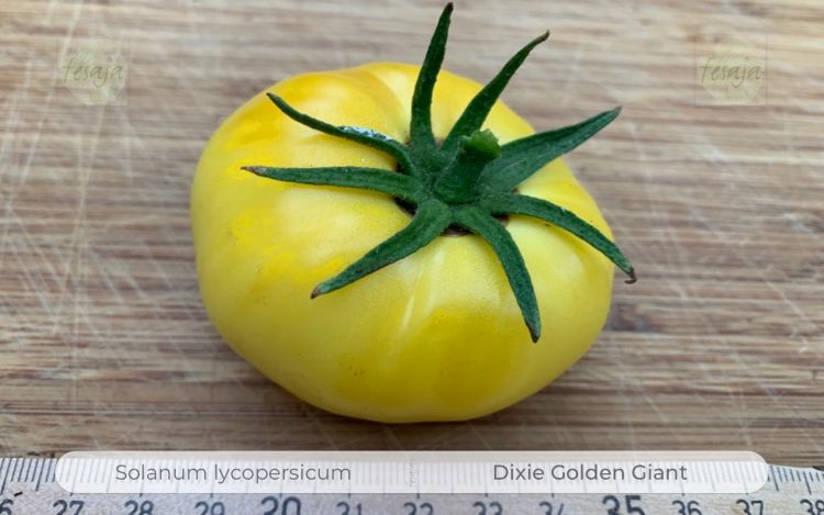 Tomate Dixie Golden Giant