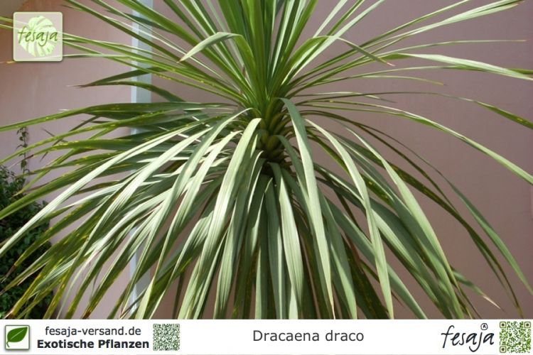 Dracaena draco Pflanzen