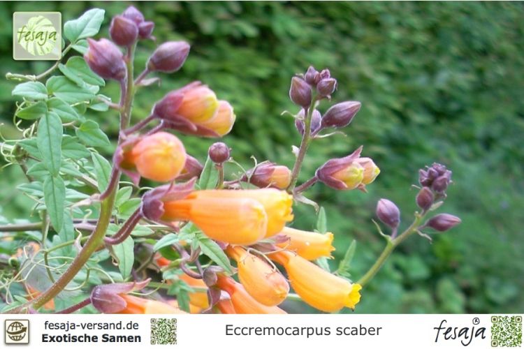 SCHÖNRANKE  Mischung 300 Samen Eccremocarpus Scaber immergrüne Kletterpflanze 