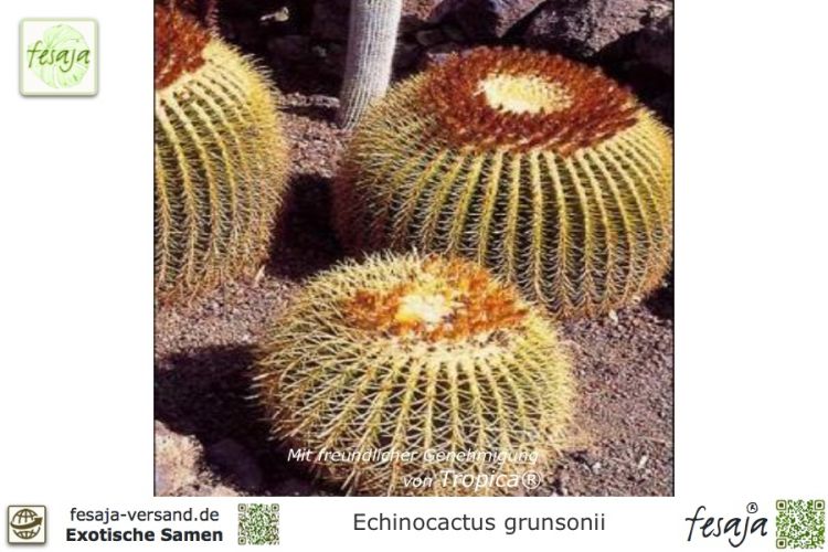 Echinocactus grusonii Samen