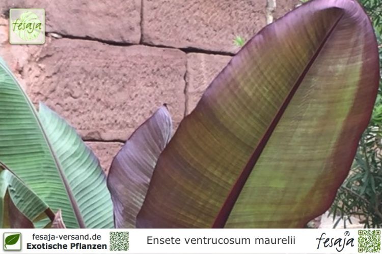Ensete ventricosum maurelii Pflanzen