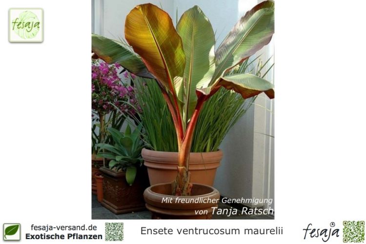 Ensete ventricosum maurelii Pflanzen