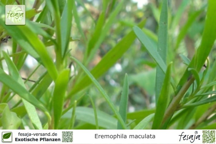 Eremophila maculata Pflanzen