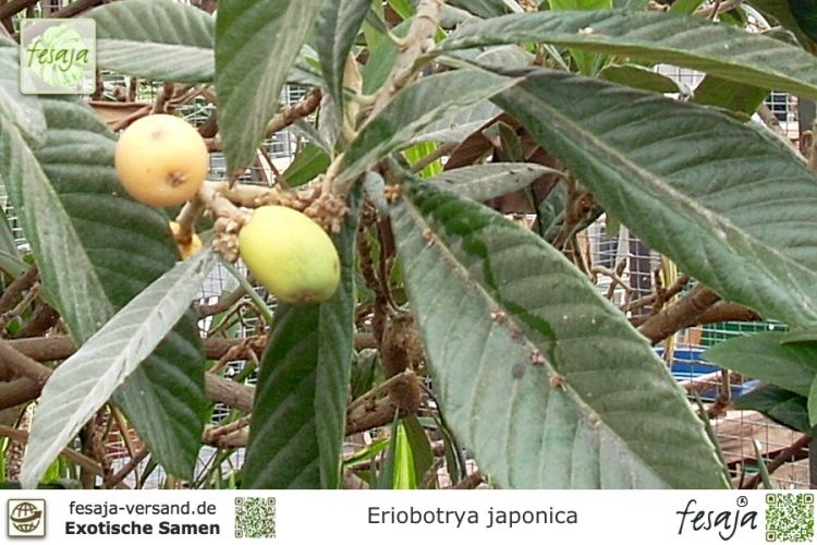 Eriobotrya japonica japanische Wollmispel 1 Jungpflanze 