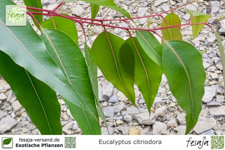 Zitronen Eukalyptus Pflanze Zitroneneukalyptus Duftpflanze aus Nachhaltigem Anbau! Eucalyptus citridora