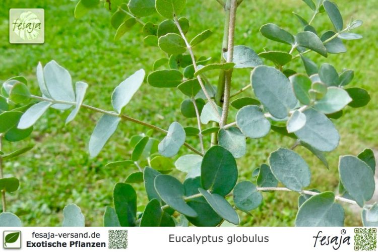 Eucalyptus globulus Pflanzen