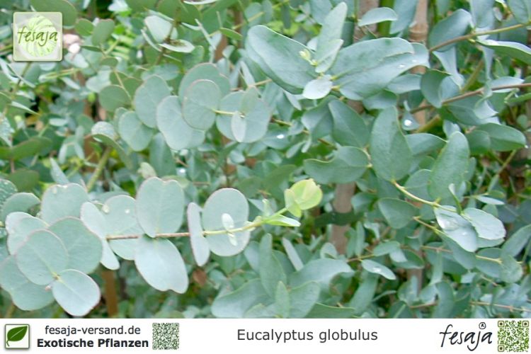 Eucalyptus globulus Pflanzen