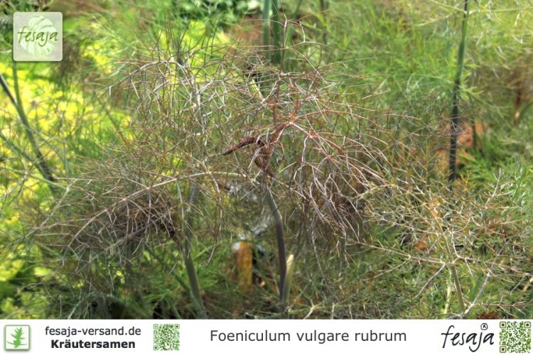 Foeniculum vulgare rubrum