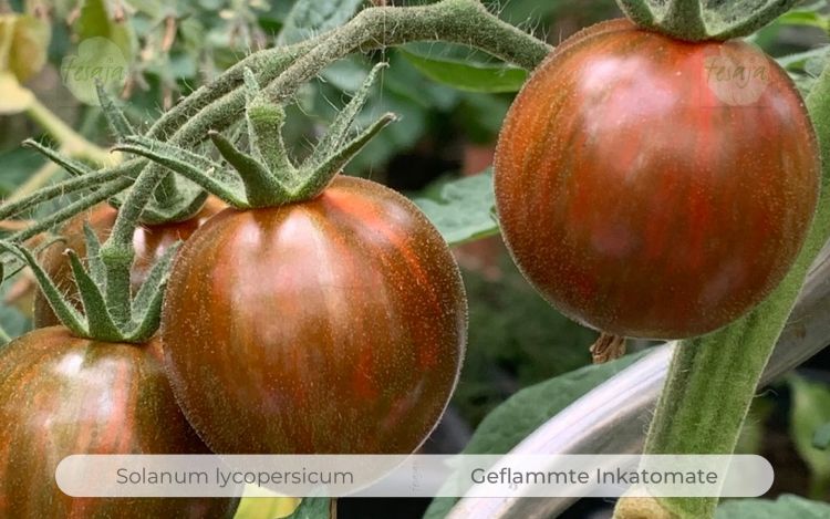 Tomate Geflammte Inkatomate