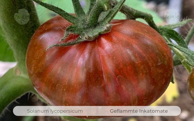 Tomate Geflammte Inkatomate