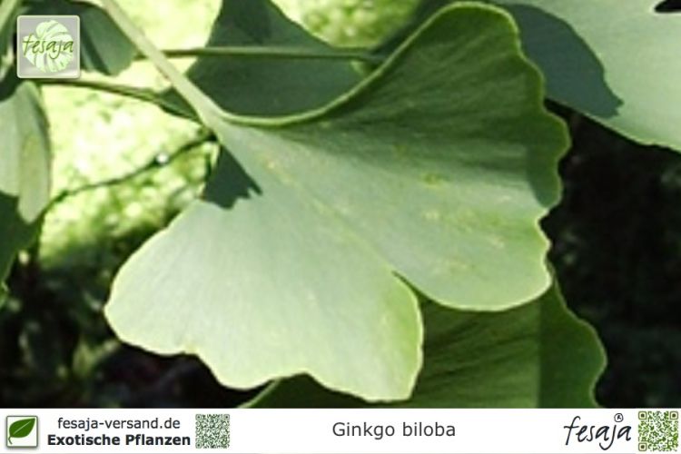 Ginkgo biloba Pflanzen