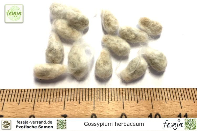 Gossypium herbaceum Samen