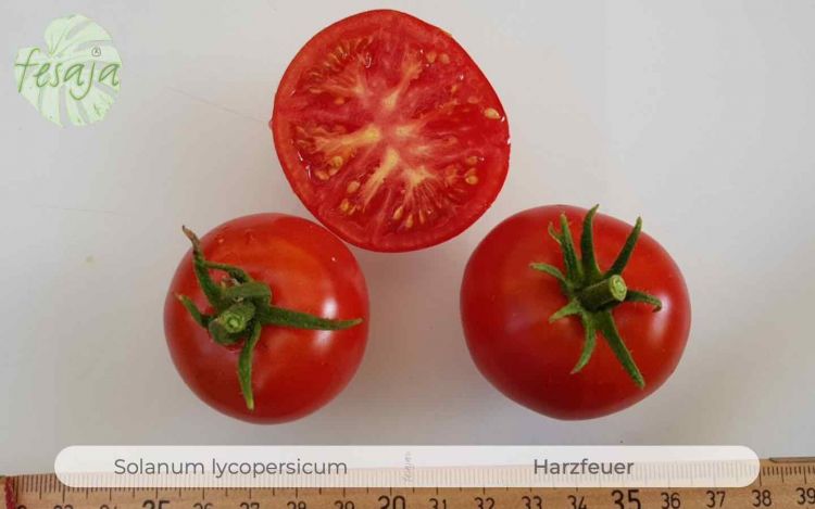 Tomate Harzfeuer