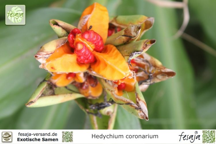Hedychium coronarium