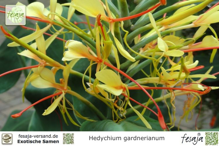 Hedychium gardnerianum