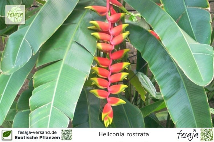 Heliconia rostrata Pflanzen