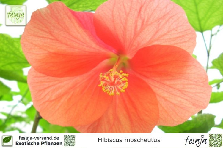 Hibiscus moscheutos Pflanze