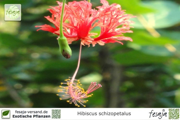 Hibiscus schizopetalus Pflanzen