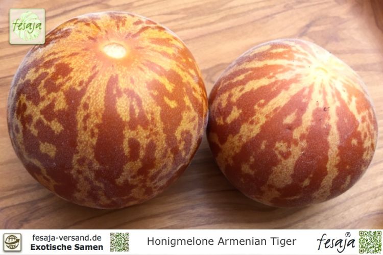 Honigmelone Armenian Tiger