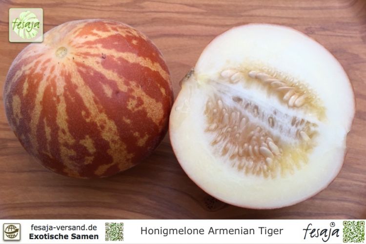 Honigmelone Armenian Tiger