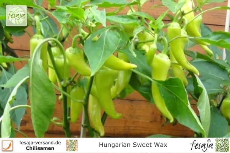 Hungarian Sweet Wax