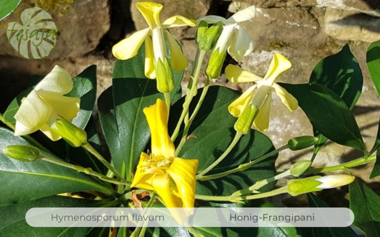 Hymenosporum flavum