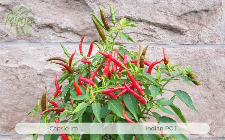 Indian PC1, Capsicum, Chili