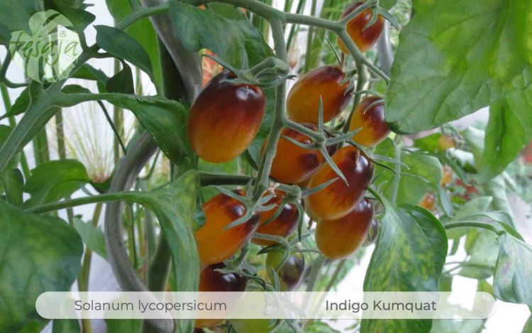 Tomate Indigo Kumquat