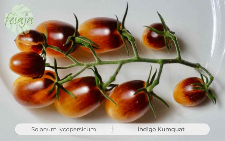 guter Ertrag bei fruchtigem Aroma 10 Samen Indigo Kumquat Tomate
