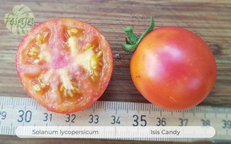 Tomate Isis Candy