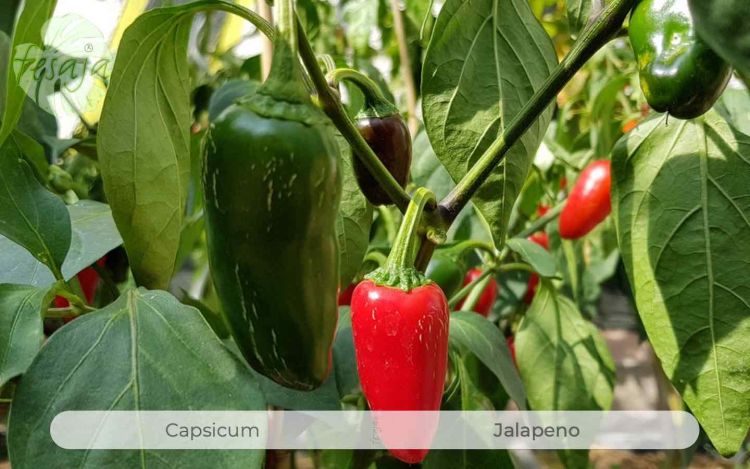 Jalapeno, Capsicum, Chili