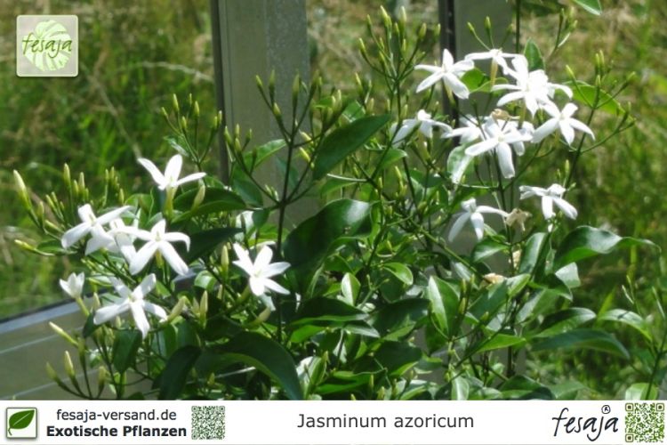 Jasminum azoricum Pflanzen