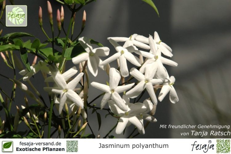 Jasminum polyanthum Pflanzen
