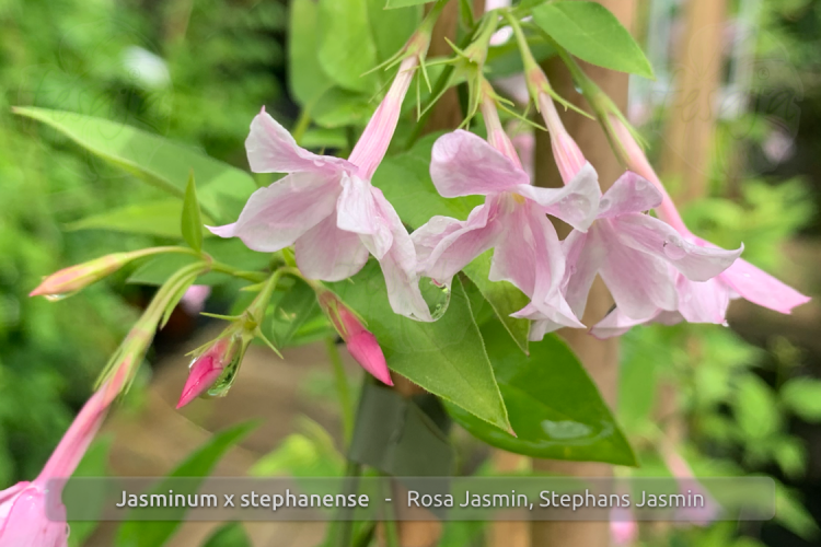 Jasminum stephanense Pflanzen iQR