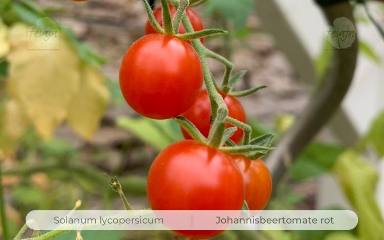 Tomate Johannisbeertomate Rot