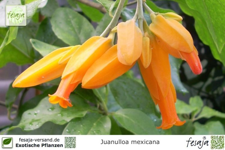 Juanulloa mexicana Pflanzen