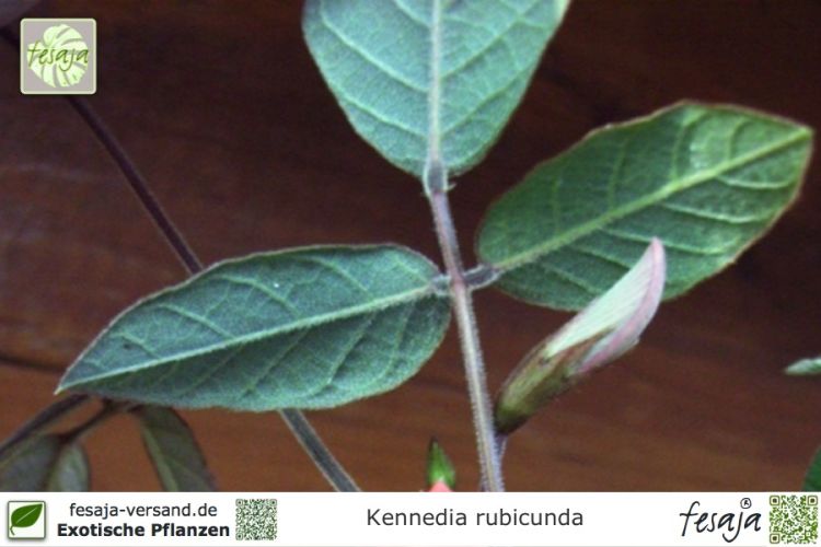 Kennedia rubicunda Pflanzen