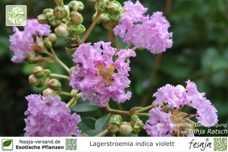 Lagerstroemia indica violacea Pflanzen