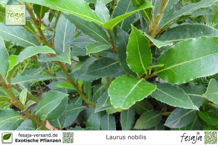 Laurus nobilis Pflanzen