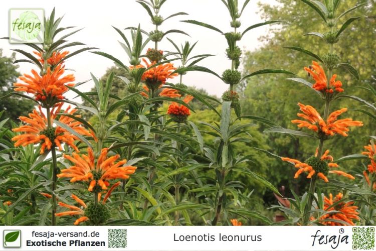 Leonotis leonurus Pflanzen