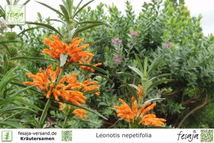 Leonotis nepetifolia