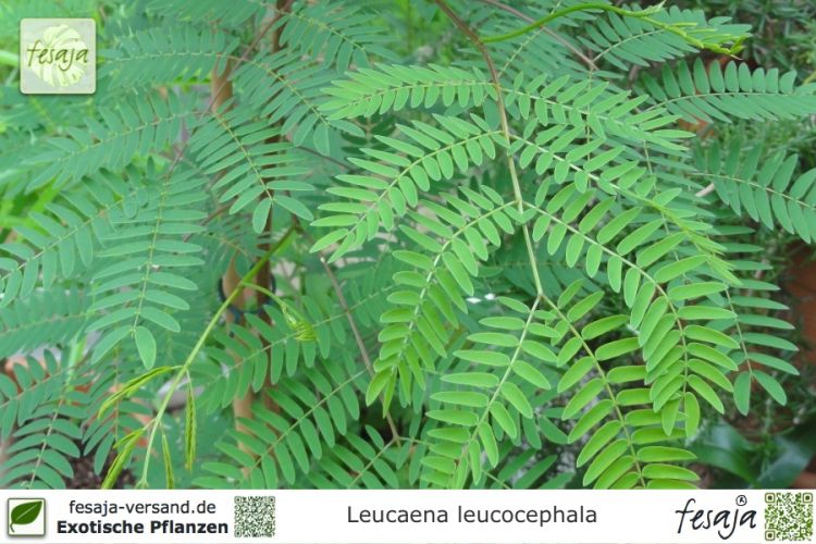 Leucaena leucocephala Pflanzen