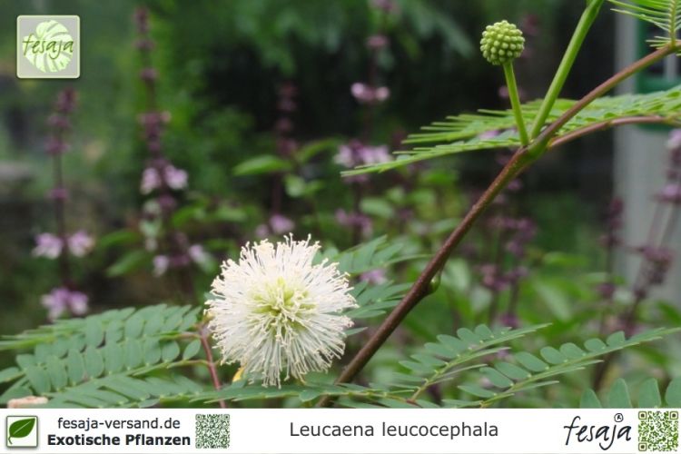 Leucaena leucocephala Pflanzen