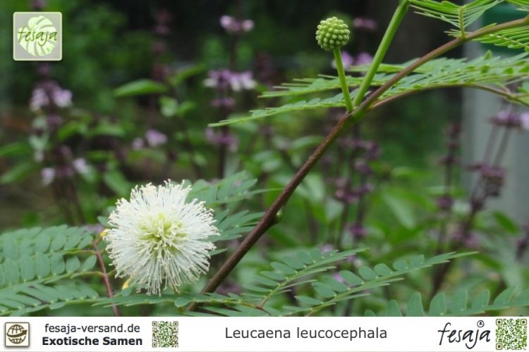 Leucaena leucocephala
