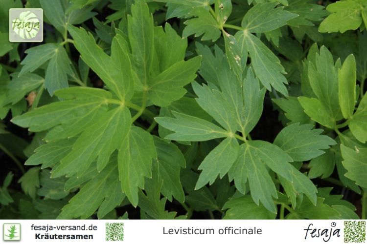 Levisticum officinale