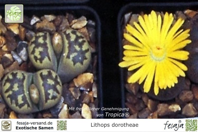 Lithops dorotheae