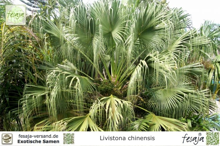 Livistona chinensis